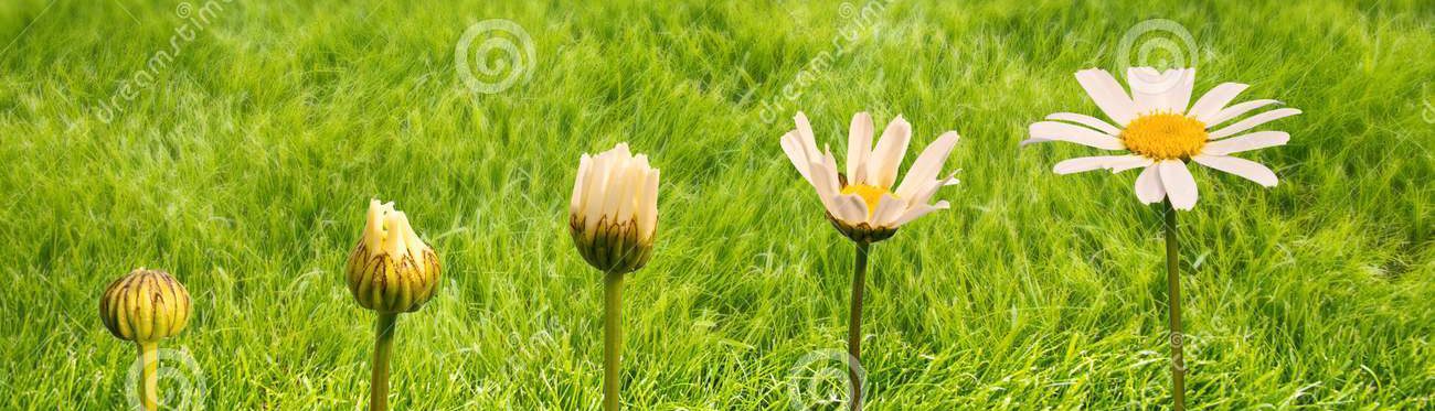 0 foto curso stages-growth-flowering-daisy-green-grass-background-life-transformation-concept-107868894